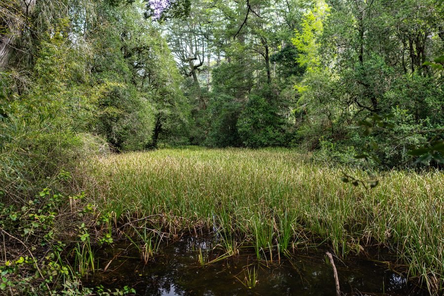El humedal junto al río, con pastizales altos y bosque nativo